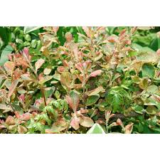 Attēlu rezultāti vaicājumam “Salix cinerea”