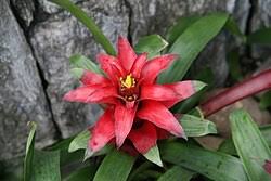 Картинки по запросу гусмания