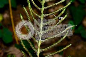 Attēlu rezultāti vaicājumam “Blechnum spicant”