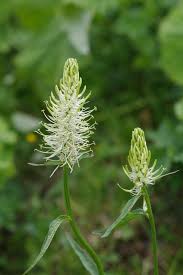 Attēlu rezultāti vaicājumam “Phyteuma spicatum fruit”