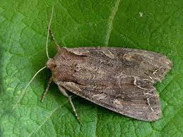 Attēlu rezultāti vaicājumam “Lacanobia suasa”