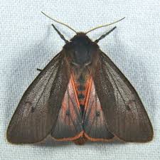 Attēlu rezultāti vaicājumam “Phragmatobia fuliginosa imago”