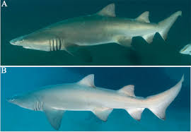 Image result for Carcharias