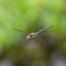 Attēlu rezultāti vaicājumam “Aeshna mixta”