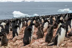 Image result for penguin