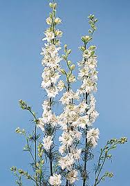Image result for Delphinium consolida