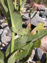 Attēlu rezultāti vaicājumam “Sonchus arvensis subsp. uliginosus fruit”