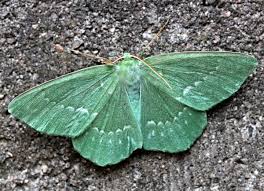 Attēlu rezultāti vaicājumam “Geometra papilionaria”