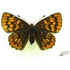 Attēlu rezultāti vaicājumam “Hamearis lucina underside”