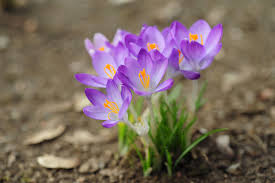 Attēlu rezultāti vaicājumam “Crocus”