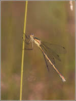 Attēlu rezultāti vaicājumam “Lestes dryas”