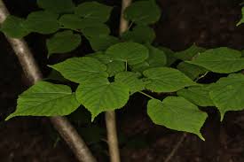 Attēlu rezultāti vaicājumam “Tilia platyphyllos subsp. platyphyllos”