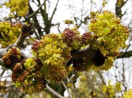 Attēlu rezultāti vaicājumam “Fraxinus pennsylvanica male flower”