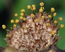 Attēlu rezultāti vaicājumam “Comatricha laxa”