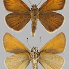 Attēlu rezultāti vaicājumam “Thymelicus lineola female”