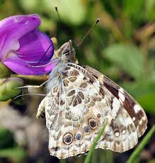 Attēlu rezultāti vaicājumam “Vanessa cardui upperside”