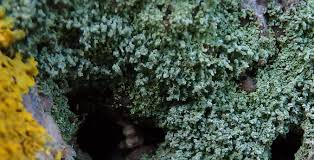 Attēlu rezultāti vaicājumam “Lepraria incana”