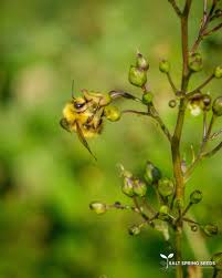Attēlu rezultāti vaicājumam “Scrophularia nodosa flower”