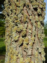 Attēlu rezultāti vaicājumam “Ulmus minor”