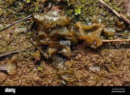 Attēlu rezultāti vaicājumam “Nostoc commune macro”