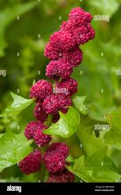 Image result for chenopodium foliosum
