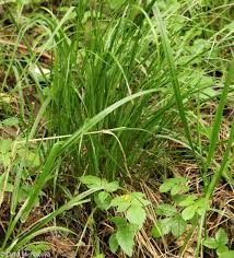 Attēlu rezultāti vaicājumam “Calamagrostis arundinacea”