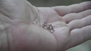 Attēlu rezultāti vaicājumam “Nematomorpha”