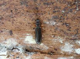 Attēlu rezultāti vaicājumam “Dendrophagus crenatus”