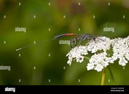 Attēlu rezultāti vaicājumam “Gasteruption jaculator”