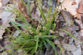 Attēlu rezultāti vaicājumam “Luzula multiflora”