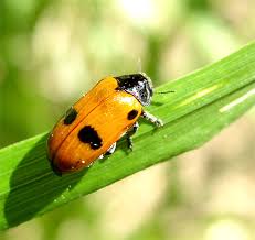 Attēlu rezultāti vaicājumam “Clytra quadripunctata”