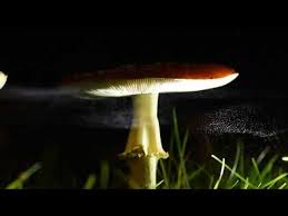 Attēlu rezultāti vaicājumam “Diachea muscorum spores”