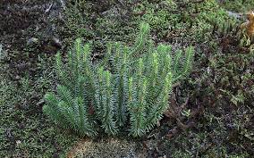 Attēlu rezultāti vaicājumam “Mnium lycopodioides”