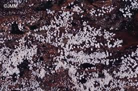 Attēlu rezultāti vaicājumam “Henningsomyces candidus”