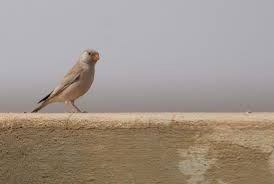 Image result for Bucanetes githagineus