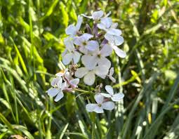 Attēlu rezultāti vaicājumam “Hesperis matronalis bud”