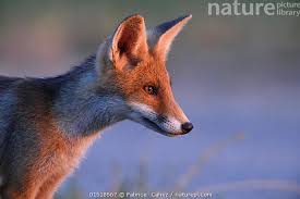Attēlu rezultāti vaicājumam “Vulpes vulpes  juvenile”