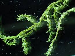 Attēlu rezultāti vaicājumam “Leptodictyum riparium”