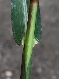 Attēlu rezultāti vaicājumam “Echinochloa crus-galli leaf”