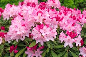 Attēlu rezultāti vaicājumam “Rhododendron sichotense”