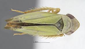 Attēlu rezultāti vaicājumam “Cicadellidae”