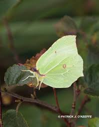 Attēlu rezultāti vaicājumam “Gonepteryx rhamni male”