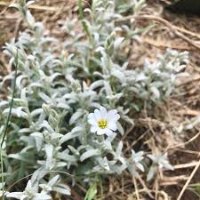 Attēlu rezultāti vaicājumam “Cerastium tomentosum leaf”