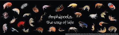 Attēlu rezultāti vaicājumam “Amphipoda”