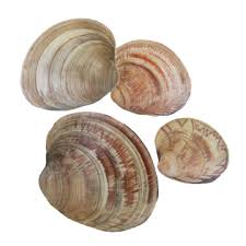 Image result for Clams