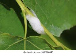 Attēlu rezultāti vaicājumam “Aphrophora nymph”