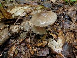Attēlu rezultāti vaicājumam “Mycena abramsii”