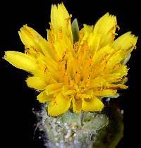 Image result for Agoseris major