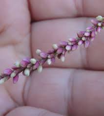 Attēlu rezultāti vaicājumam “Persicaria hydropiper leaf”