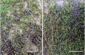 Attēlu rezultāti vaicājumam “Seligeria donniana”